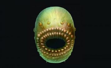 Saccorhytus coronarius gyvis