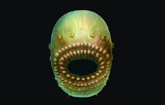 Saccorhytus coronarius gyvis